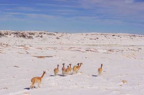 TREKKING NEL DESERTO DI ATACAMA 2015